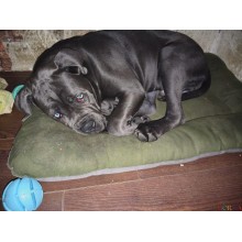 Лежак для собаки Стайл хакі з сірим - Розмір L (Зʼємний чохол)