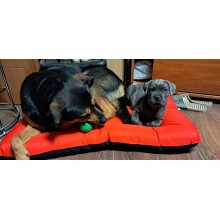 Лежак для собаки Стайл хакі з сірим - Розмір L (Зʼємний чохол)