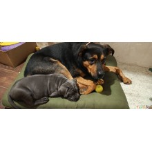 Лежак для собаки Стайл хакі з сірим - Розмір L (Зʼємний чохол)