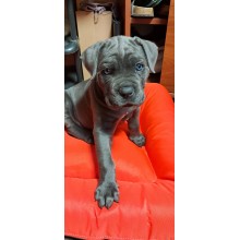 Лежак для собаки Стайл хакі з сірим - Розмір L (Зʼємний чохол)