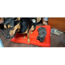 Лежак для собаки Стайл хакі з сірим - Розмір L (Зʼємний чохол)