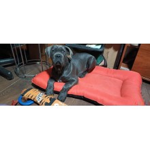 Лежак для собаки Стайл хакі з сірим - Розмір L (Зʼємний чохол)